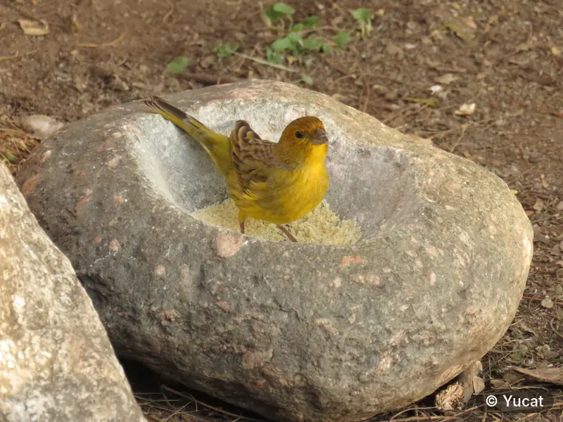 Un ave amarilla posada sobre un mortero de piedra, junto a semillas.