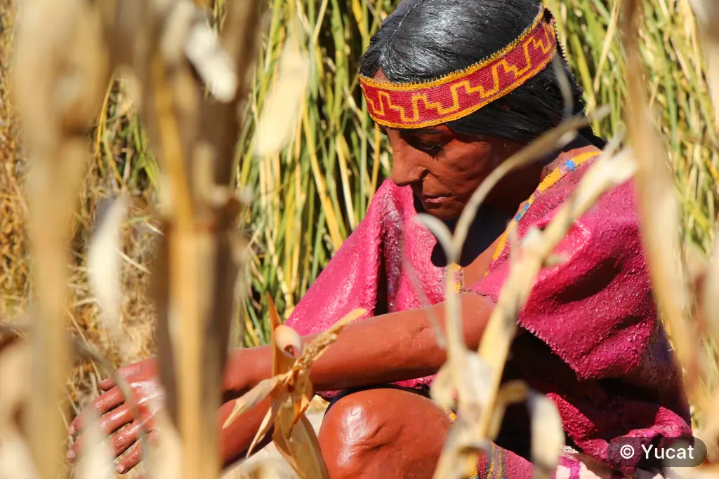 Figura con vincha roja tejida y poncho fucsia, agachada entre cañas secas de maíz en la chacra.