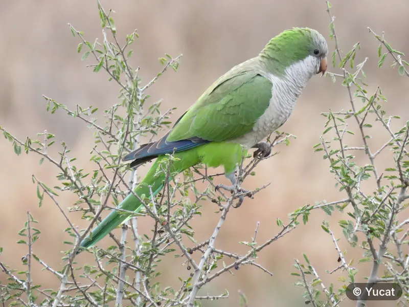 Una cotorra verde posada entre las ramas de un arbusto.