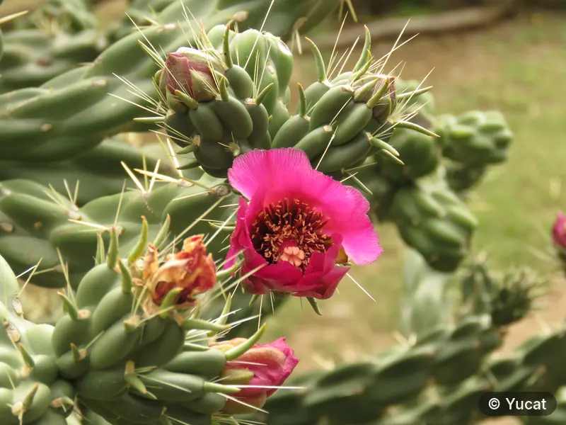 Flor rosa intensa de un cactus, entre espinas.
