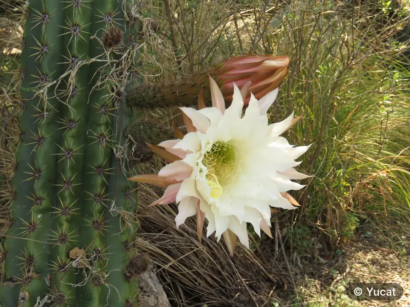 Flor blanca de cardón, con pétalos abiertos junto a las espinas del cactus.
