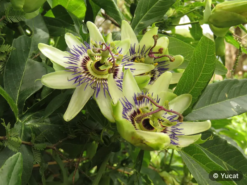 Flores de mburucuyá, blancas y violetas, entre hojas verdes.
