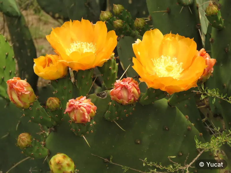 Flores anaranjadas de tuna en plena floración, sobre las pencas del cactus.