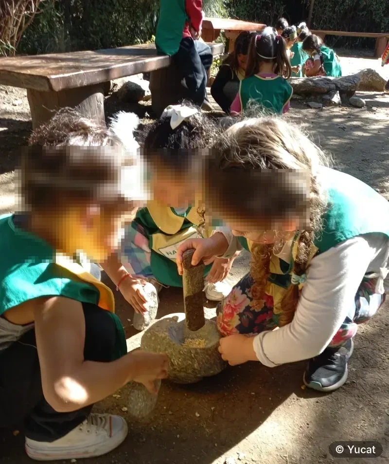 Un grupo de chicos de jardín de infantes moliendo granos en un mortero de piedra.
