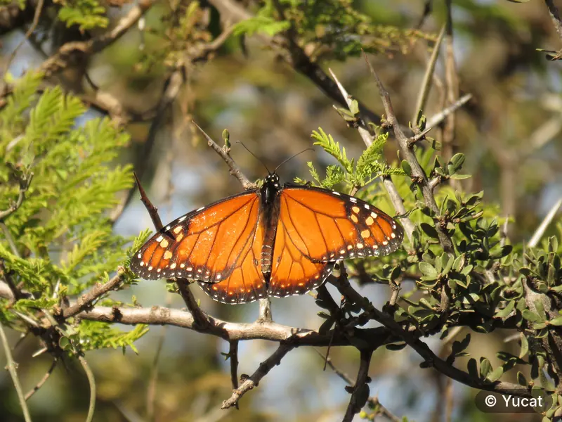 Una mariposa anaranjada y negra posada sobre una rama.