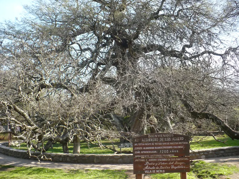 El Algarrobo Abuelo, un árbol centenario de copa amplia, con el cartel del monumento histórico provincial.